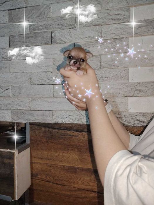 Чихуахуа   щенки