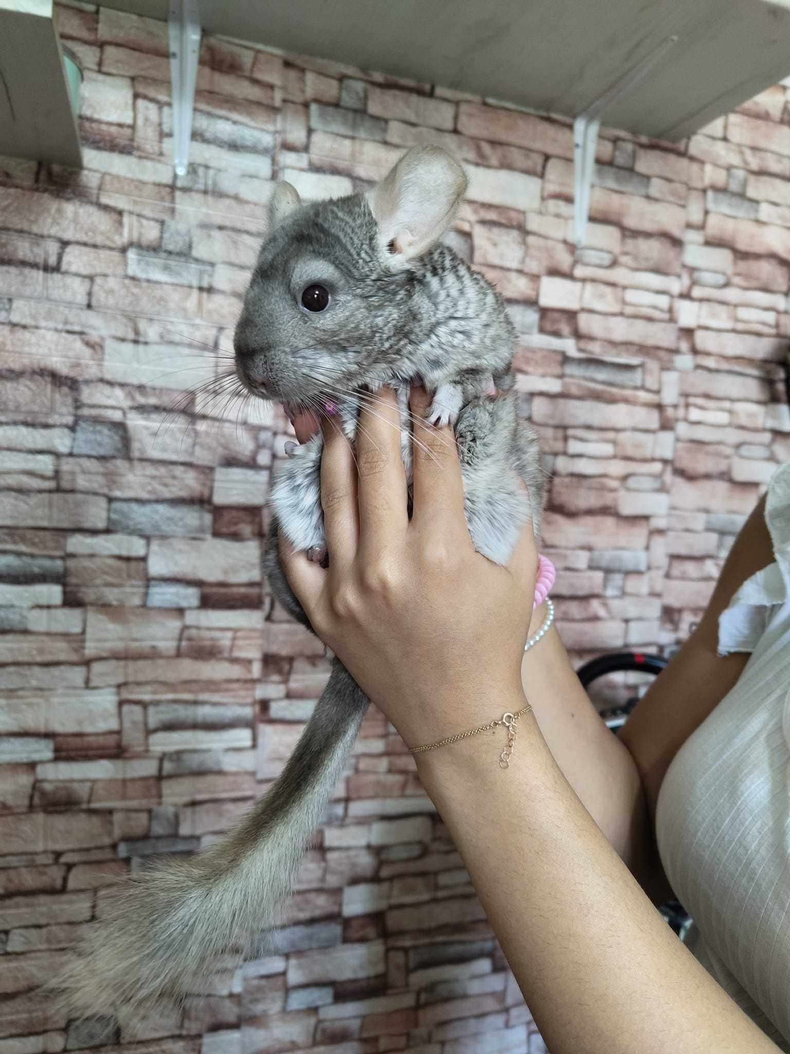 Chinchilla 6 luni