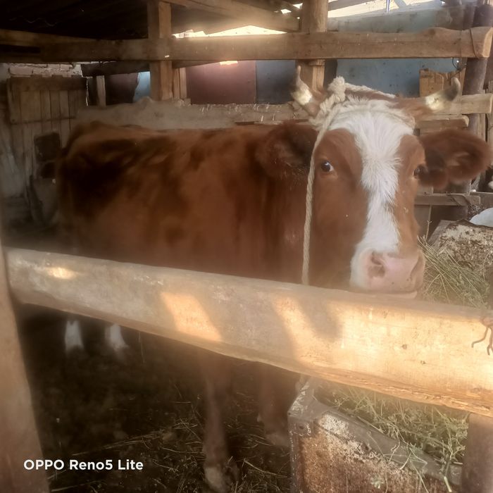 Семиз сиыр сатылады