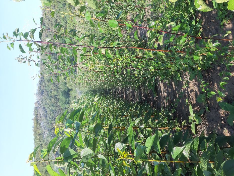 PROMO, la 100 puiet nuc, se oferă 5 puiet gratis-Pepiniera