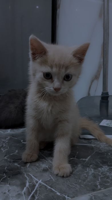 Отдаём котят в хорошие руки