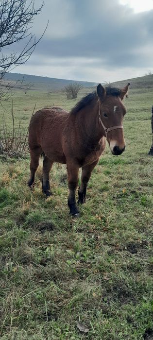 Vand două manze grele