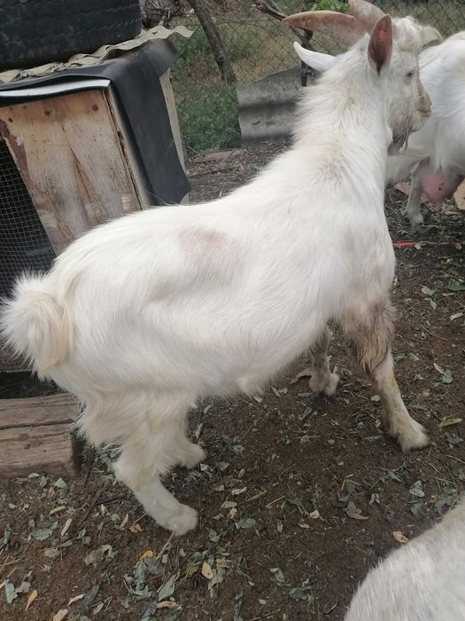 2 Țapi de vânzare, rasă Albă de Banat