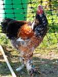 Cocoși Brahma  disponibili