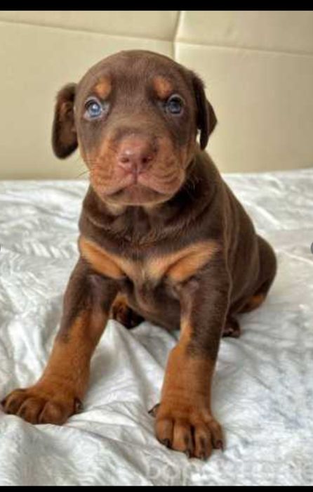 Doberman bolalariga OLDINDAN ZAKAZ OLAMIZ