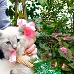 Отдаём в добрые руки красивого котёнка
