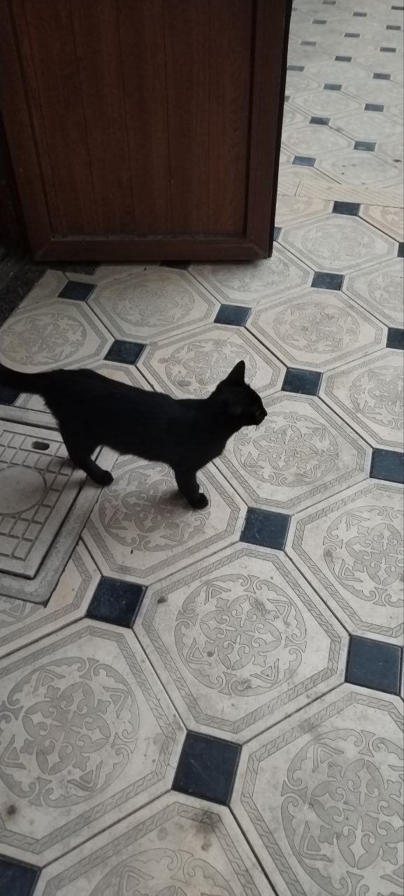 Котятки 4 месяца
