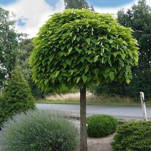 Catalpa globulara ( bungei )  copaci glob, de umbra, ornamentali