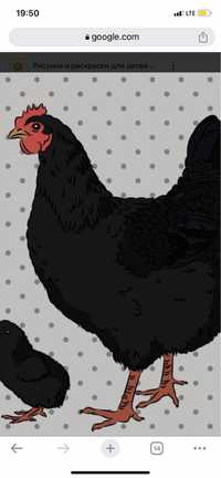 Чёрная курица чёрный петух яйца от чёрных кур возможна доставка