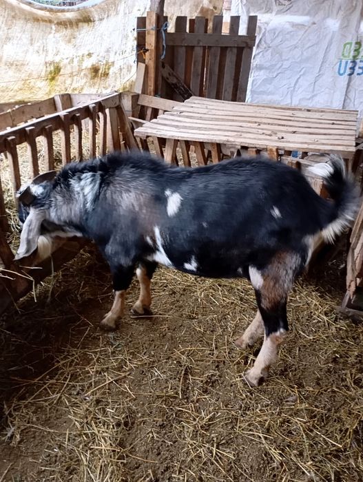 Vand doua capre si un țap