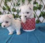 Catelus bichon mini