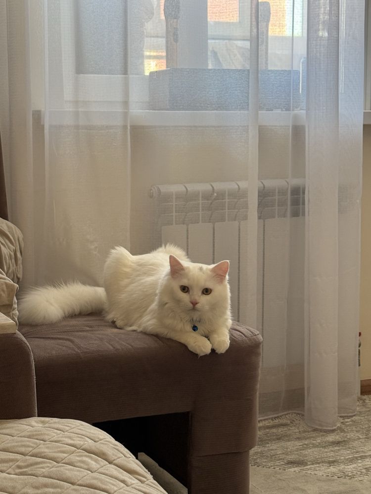 Кот ищет подругу для вязки
