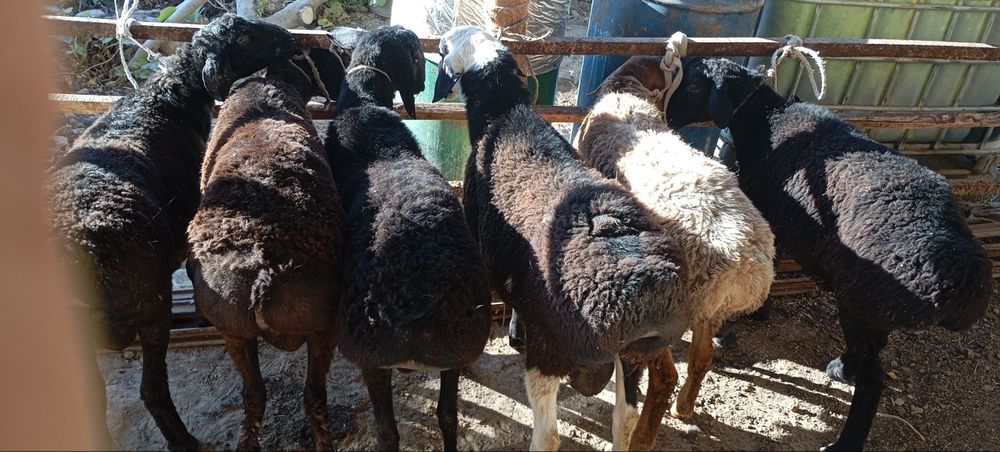 Qoʼcqorlar sotiladi soni 6 dona sogʼlom yeb ichishi zoʼr