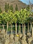 Laur ,chiparos leylandii la.oferta