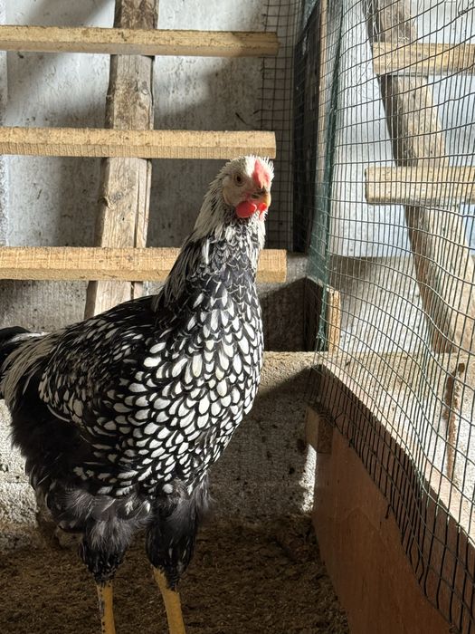 De vânzare cocoși Sussex, Plymouth, Wyandotte argintiu