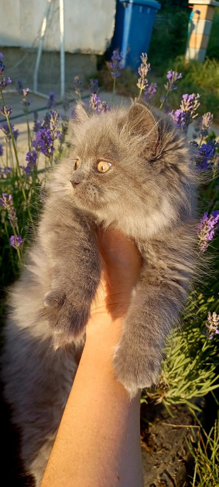British longhair