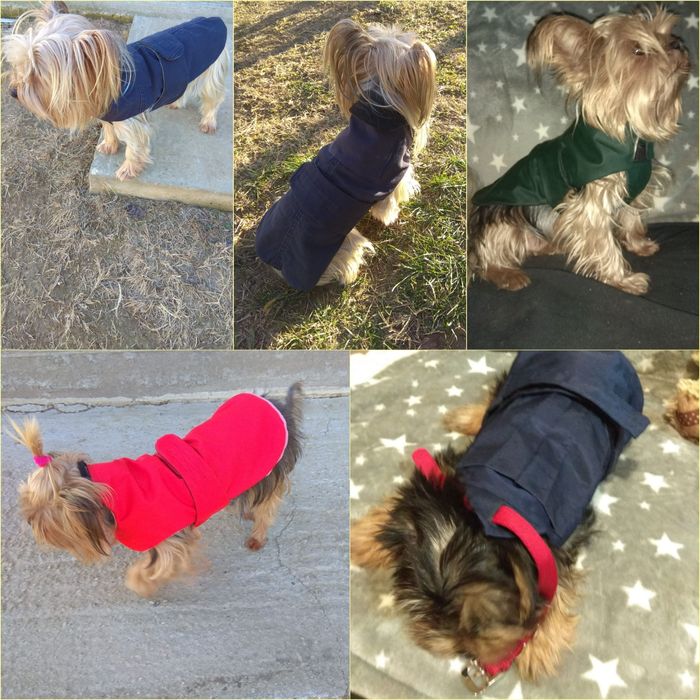 Haine caini talie mica