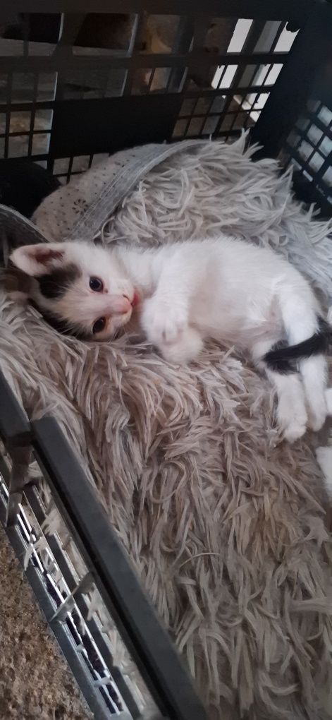 Donez mama- pisica cu pisoi.