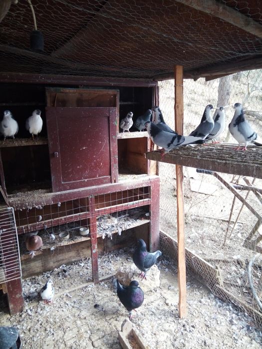 Vând porumbei mai multe rase