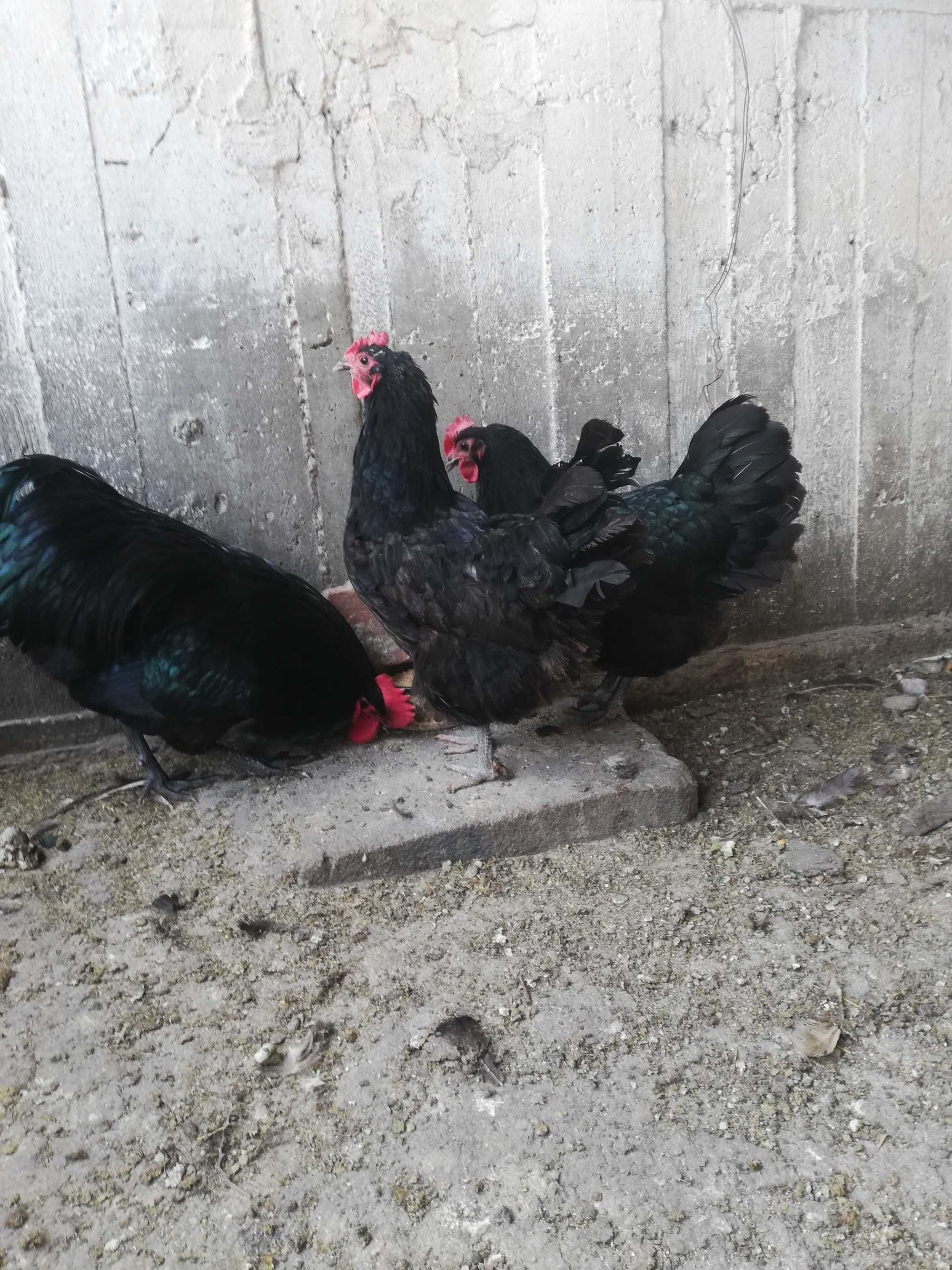 Ouă găini Australorp Negru incubație.