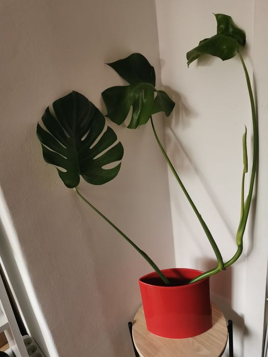 Vand puiet de Philodendron cu frunza rupta