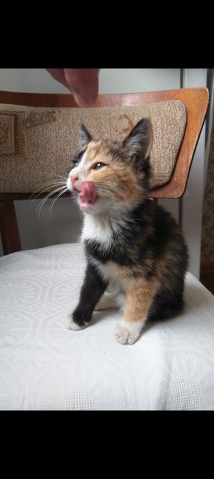 Кошечка  2 месяца в заботливые добрые руки подарю