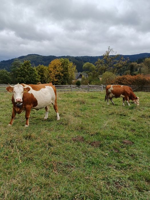 Vand vaca si o juninca
