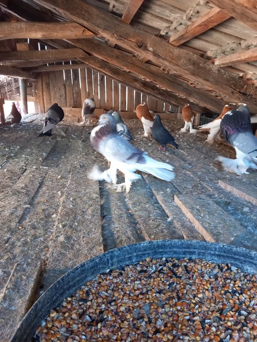 Vând porumbei gusati