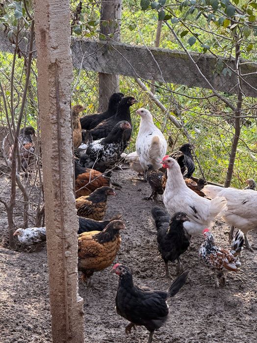 Vând pui de rasă sau găini de tăiat ( cocoși)