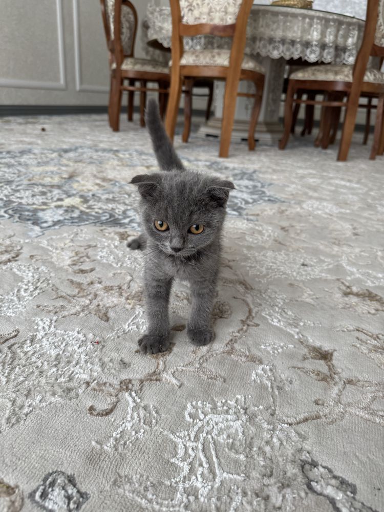 Scottish Fold sotiladi