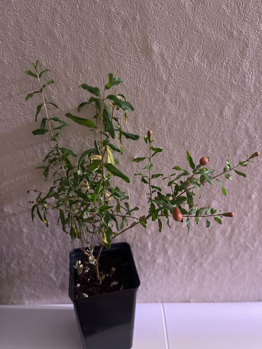 гранат комнатный мини