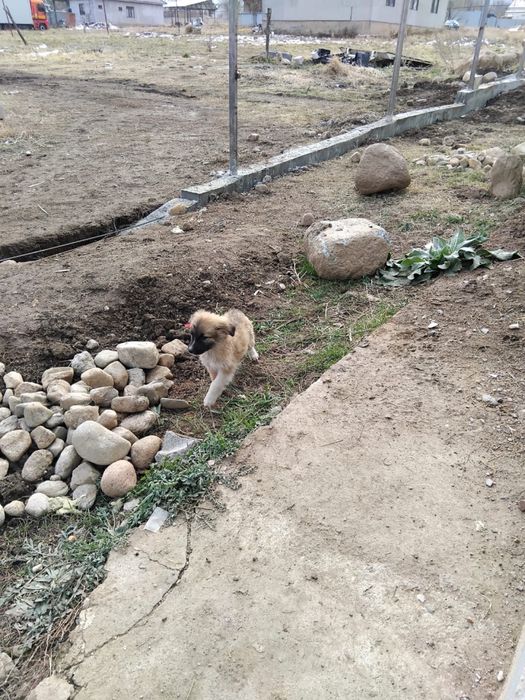 Отдам щенят даром