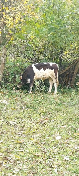 Vand vaca gestanta, si viteaua ei