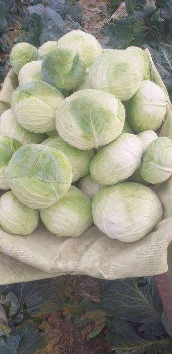 Varză de toamnă plată cu frunze subțiri