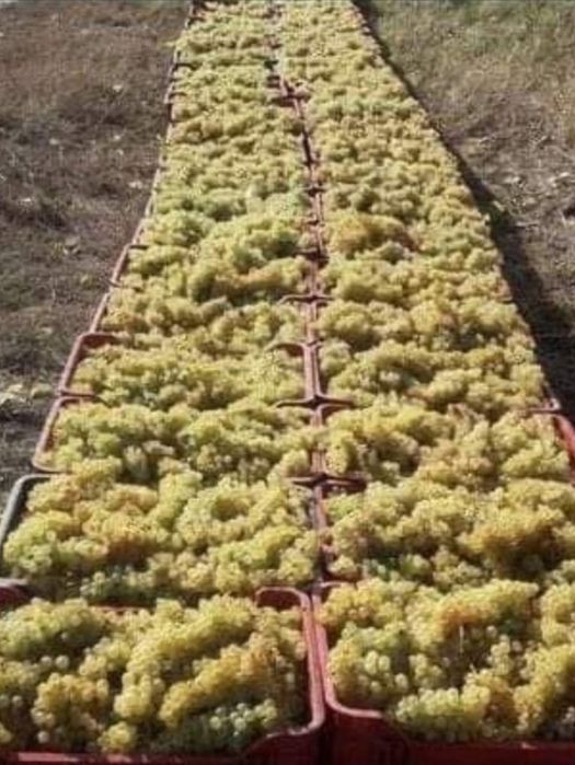Vând struguri de vin producție 2025 avem toate soiurile posibile