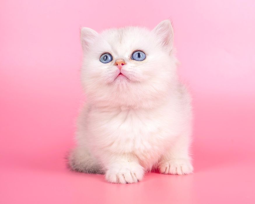 Британские серебряные шиншиллакотята