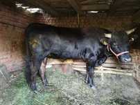 Vând taur de aproximativ 600 kg