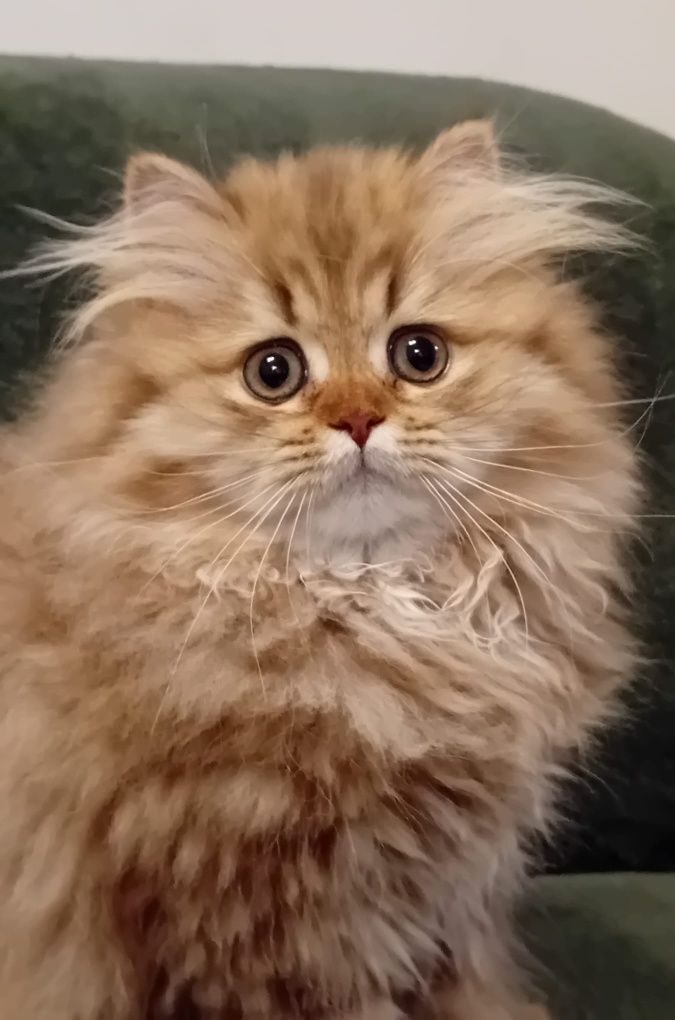 British Longhair