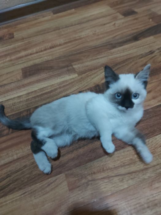 Сиямская кошка )