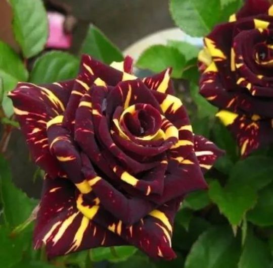 Trandafiri Tufa (Intens Parfumați )