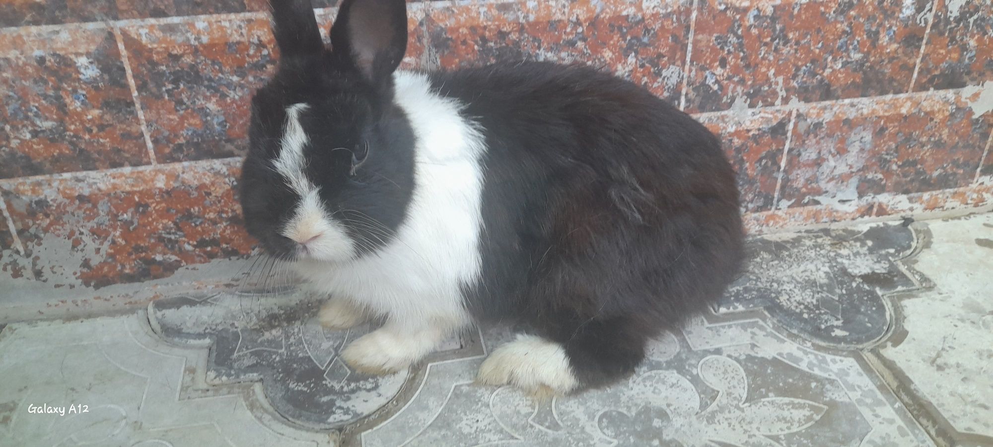 Quyon karlik panda va boshqa zotlari bor