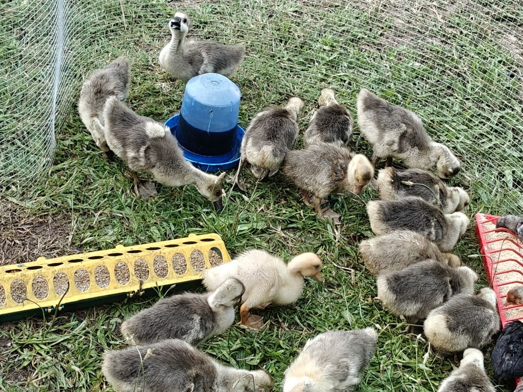 Boboci de gâscă de două săptămâni