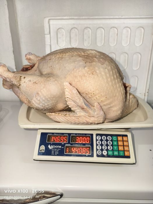 Мясо индейки. Куркетауык ети.