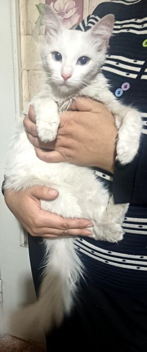 Голубоглазая белая кошечка породы турецкая ангора ищет дом
