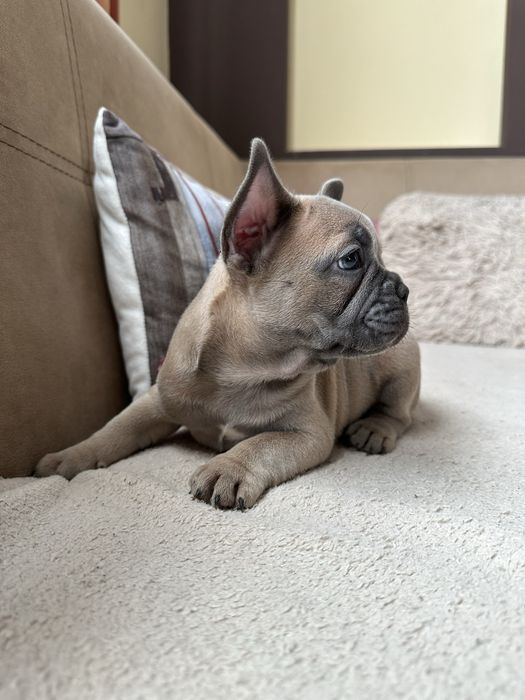 Френски булдог Blue fawn