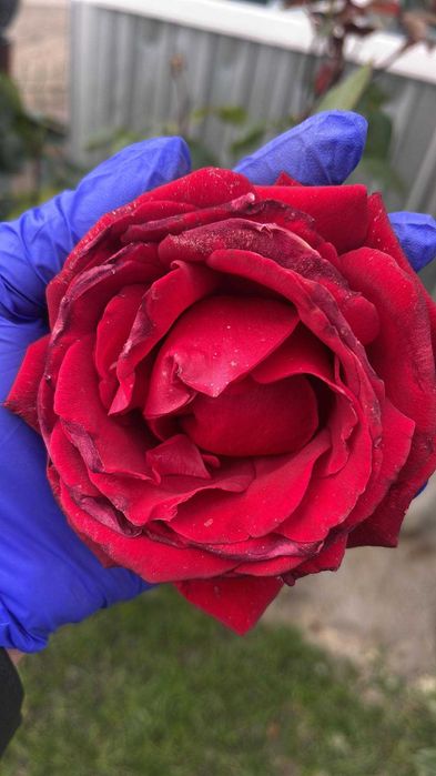 Trandafiri copac inaltime 100-120cm