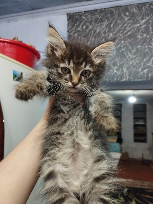 Длинношёрстные сибирские котята