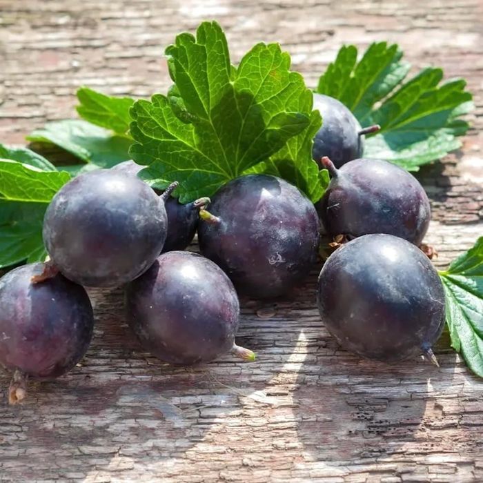 Vând arbust de josta