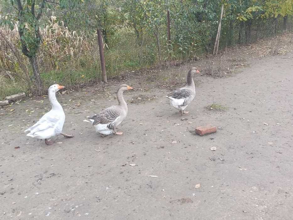 Gâște  de vânzare