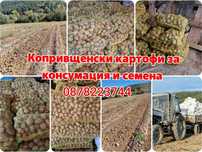 Копривщенски картофи, сорт: Сорая и Джили